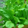 Mustard Green Seeds Small Gai Choi - Heirloom Non-GMO Vegetable Seeds - Image 1