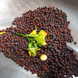 Mustard Green Seeds Small Gai Choi - Heirloom Non-GMO Vegetable Seeds - Image 2