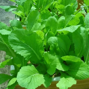 Mustard Green Seeds Small Gai Choi - Heirloom Non-GMO Vegetable Seeds - Image 1