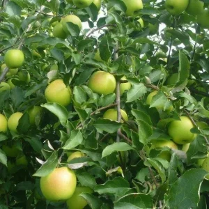 Mutsu Apple Tree Bareroot - 2-3 ft Tall - Crispin Apple for Baking - Image 1