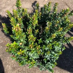 Myrtus Communis Compacta Live Plant – Dwarf Myrtle Shrub – 1 ft Tall in 1 Gallon Pot – Outdoor - Image 2