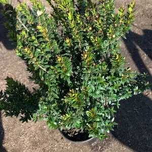 Myrtus Communis Compacta Live Plant – Dwarf Myrtle Shrub – 1 ft Tall in 1 Gallon Pot – Outdoor - Image 3