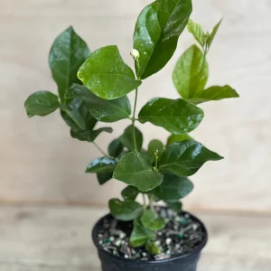 Mysore Mulli Jasmine Live Plant – Fragrant White Flowers – 4 Inch Pot - Image 2