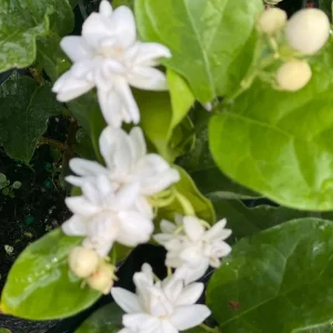 Mysore Mulli Jasmine Live Plant – Fragrant White Flowers – 4 Inch Pot - Image 1