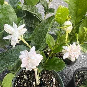 Mysore Mulli Jasmine Live Plant – Fragrant White Flowers – 4 Inch Pot - Image 8