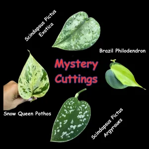 Mystery House Plant Cuttings Bundle - Unrooted Clippings for Propagation - Assorted Indoor Plants - Image 1