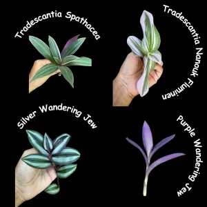 Mystery House Plant Cuttings Bundle - Unrooted Clippings for Propagation - Assorted Indoor Plants - Image 4