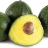 Nabal Avocado Tree Live Plant - Grafted, 1 Feet Tall - Outdoor Fruit Tree - Image 1