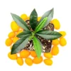 Nagami Kumquat Seedlings - 3-4 inch Live Citrus Plant for Indoor/Outdoor Growing - Image 1