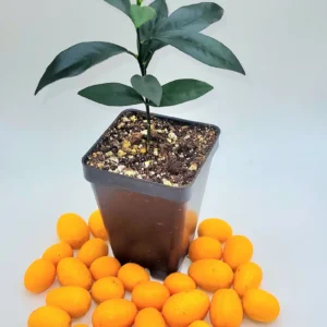 Nagami Kumquat Seedlings - 3-4 inch Live Citrus Plant for Indoor/Outdoor Growing - Image 2