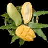 Nam Doc Mai Mango Tree - 1 to 2 Feet Tall Live Plant in 3 Gal Pot - Thai Green Sweet Mango - Image 1