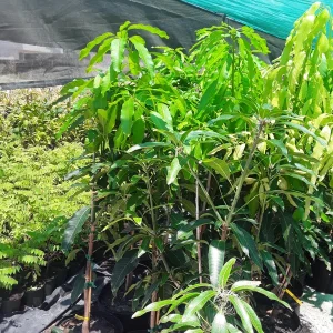Nam Doc Mai Mango Tree - Live Plant, 3 ft Tall, Grafted, in 3 Gallon Pot - Image 2