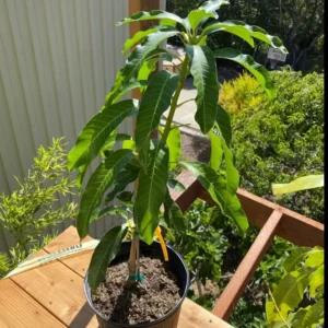 Nam Doc Mai Mango Tree Live Plant – Grafted – 2-4 Feet Tall – Outdoor Fruit Tree - Image 2