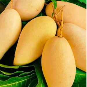 Nam Doc Mai Mango Tree Live Plant – Grafted – 2-4 Feet Tall – Outdoor Fruit Tree - Image 1