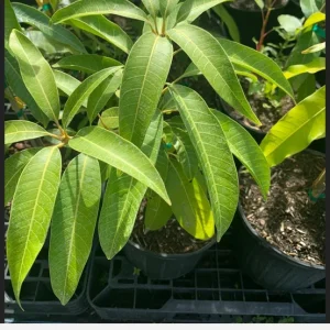 NAM Doc Mai Mango Tree Live Plant - Grafted Thai Mango, 3 Gallon Pot - Image 6