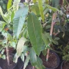 Nam Doc Mai Mango Tree - Live Thai Mango Plant - 2 to 3 Feet Tall - 3 Gallon Pot - Image 1