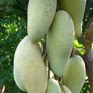 Nam Doc Mai Thai Mango Live Plant - Grafted Fruit Tree in 3 Gallon Pot - Image 1