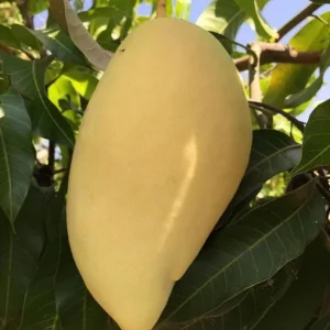Nam Dok Mai Mango Live Plant - Grafted Tropical Fruit Tree 12-18
