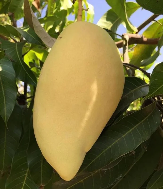 Nam Dok Mai Mango Live Plant - Grafted Tropical Fruit Tree 12-18" Tall - Image 2