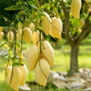 Nam Dok Mai Mango Live Plant - Grafted Tropical Fruit Tree 12-18" Tall - Image 1