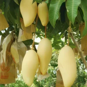 Nam Dok Mai Mango Live Plant - Grafted Tropical Fruit Tree 12-18