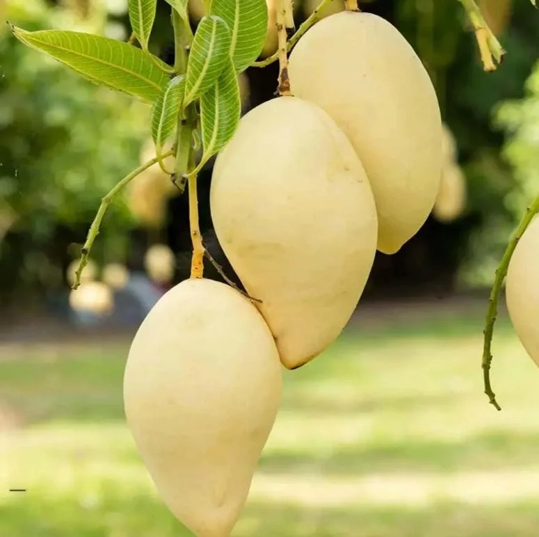 Nam Dok Mai Mango Live Plant - Grafted Tropical Fruit Tree 12-18" Tall - Image 4