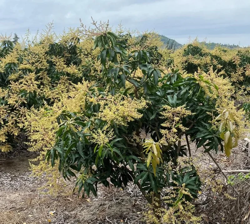 Nam Dok Mai Mango Live Plant - Grafted Tropical Fruit Tree 12-18" Tall - Image 6