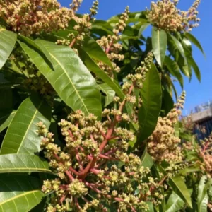 Nam Dok Mai Mango Live Plant - Grafted Tropical Fruit Tree 12-18