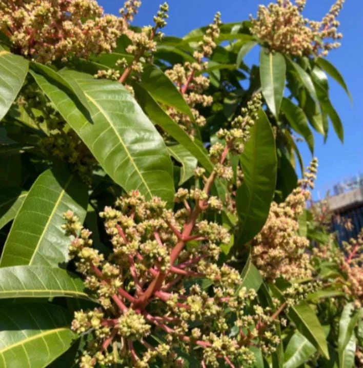 Nam Dok Mai Mango Live Plant - Grafted Tropical Fruit Tree 12-18" Tall - Image 7