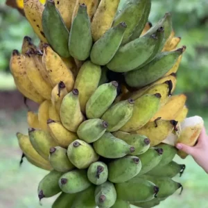 Nam Wah Banana Live Plant – Dwarf Fruit Tree – 4-6