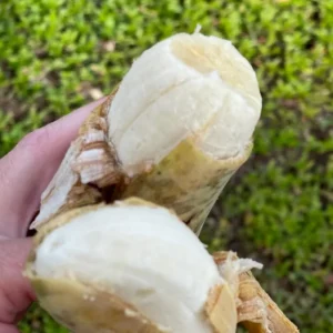 Nam Wah Banana Live Plant – Dwarf Fruit Tree – 4-6