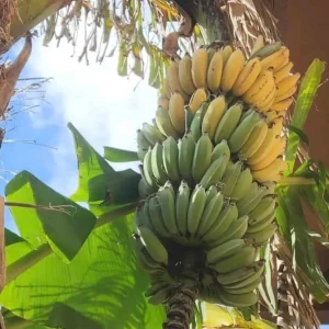 Nam Wah Banana Live Plant – Dwarf Fruit Tree – 4-6