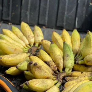 Nam Wah Banana Live Plant – Dwarf Fruit Tree – 4-6