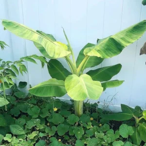 Nam Wah Banana Live Plant – Dwarf Fruit Tree – 4-6