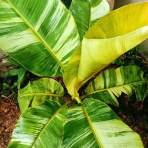 Nam Wah Banana Live Plant – Dwarf Fruit Tree – 4-6