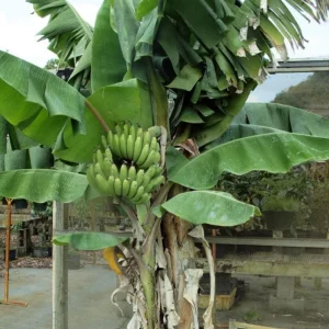 Nam Wah Banana Live Plant – Dwarf Fruit Tree – 4-6