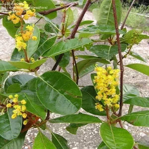 Nance Live Plant - Byrsonima Crassifolia - 2-3 Feet Tall Fruiting Tree in 3 Gal Pot - Image 4