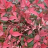 Nandina Domestica Live Plant - Heavenly Bamboo Shrub, 6-9" Tall, 3" Pot, Outdoor Hardy Shrub - Image 1