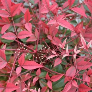 Nandina Domestica Live Plant - Heavenly Bamboo Shrub, 6-9