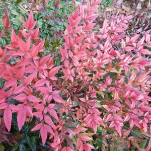 Nandina Domestica Live Plant - Heavenly Bamboo Shrub, 6-9