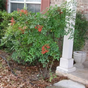 Nandina Domestica Live Plant - Heavenly Bamboo Shrub, 6-9