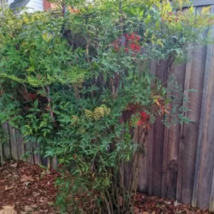 Nandina Domestica Live Plant - Heavenly Bamboo Shrub, 6-9