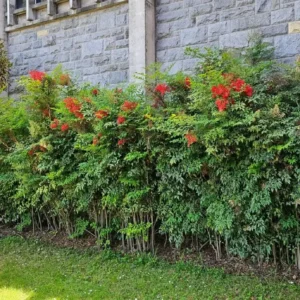 Nandina Domestica Live Plant - Heavenly Bamboo Shrub, 6-9
