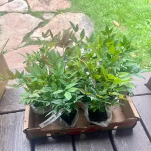 Nandina Domestica Live Plant - Heavenly Bamboo Shrub, 6-9