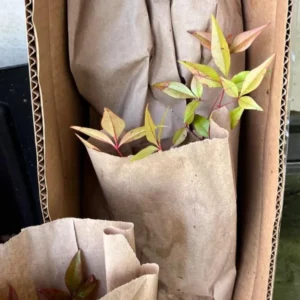 Nandina Domestica Live Plant - Heavenly Bamboo Shrub, 6-9