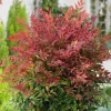 Nandina Heavenly Bamboo Live Plant – 4in Nursery Pot – Outdoor Shrub - Image 1