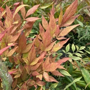 Nandina Heavenly Bamboo Live Plant – 4in Nursery Pot – Outdoor Shrub - Image 2