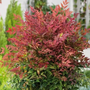 Nandina Heavenly Bamboo Live Plant – 4in Nursery Pot – Outdoor Shrub - Image 1
