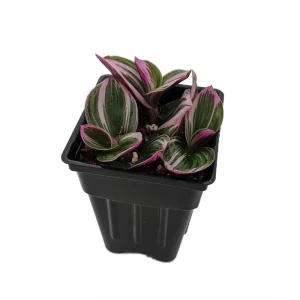Nanouk Pink Tradescantia Live Plant – 2.5