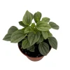 Napoli Nights Peperomia Live Plant – 2.5 inch Pot – Indoor Foliage Plant - Image 1